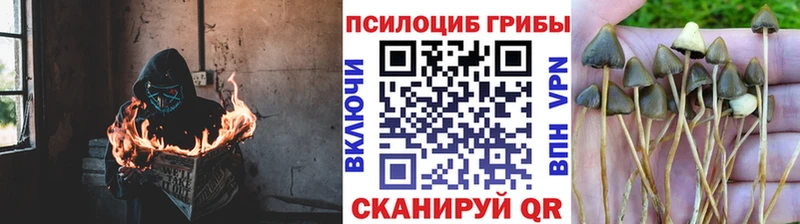 Галлюциногенные грибы Psilocybe  Куровское 